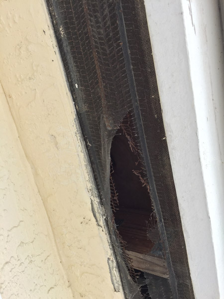 Animal Damage | American Insulation &Amp; Rodent Solutions Inc.