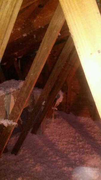 Attic Insulation | American Insulation &Amp; Rodent Solutions Inc.