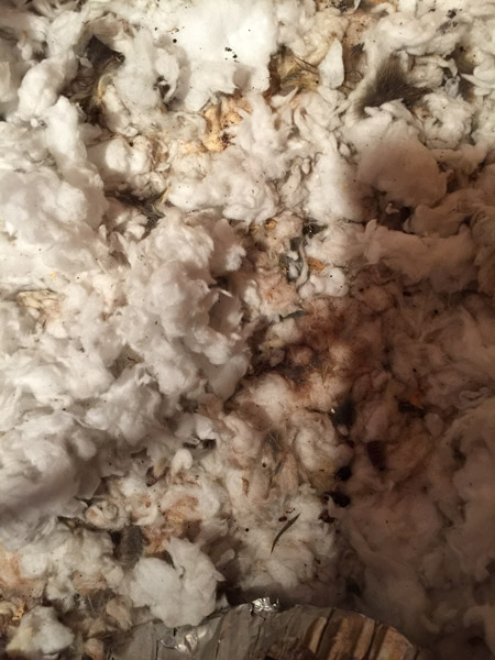 Dirty Insulation | American Insulation &Amp; Rodent Solutions Inc.