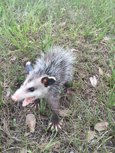 Angry Opossum 1 | American Insulation &Amp; Rodent Solutions Inc.