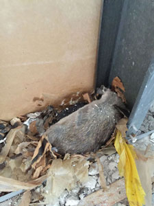 Dead Rat1 | American Insulation &Amp; Rodent Solutions Inc.
