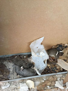 Dead Rat2 | American Insulation &Amp; Rodent Solutions Inc.