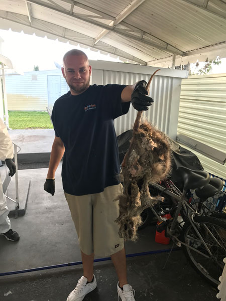 Holding Carcass 1 | American Insulation &Amp; Rodent Solutions Inc.