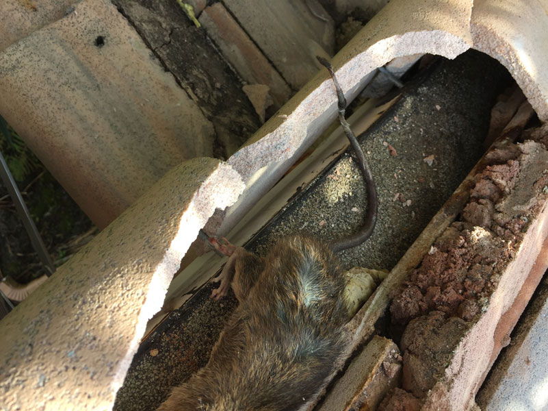 Rodent 2 | American Insulation &Amp; Rodent Solutions Inc.
