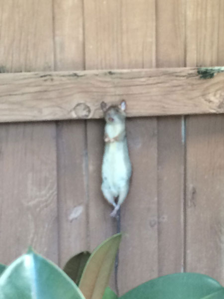 Rodent 3 | American Insulation &Amp; Rodent Solutions Inc.